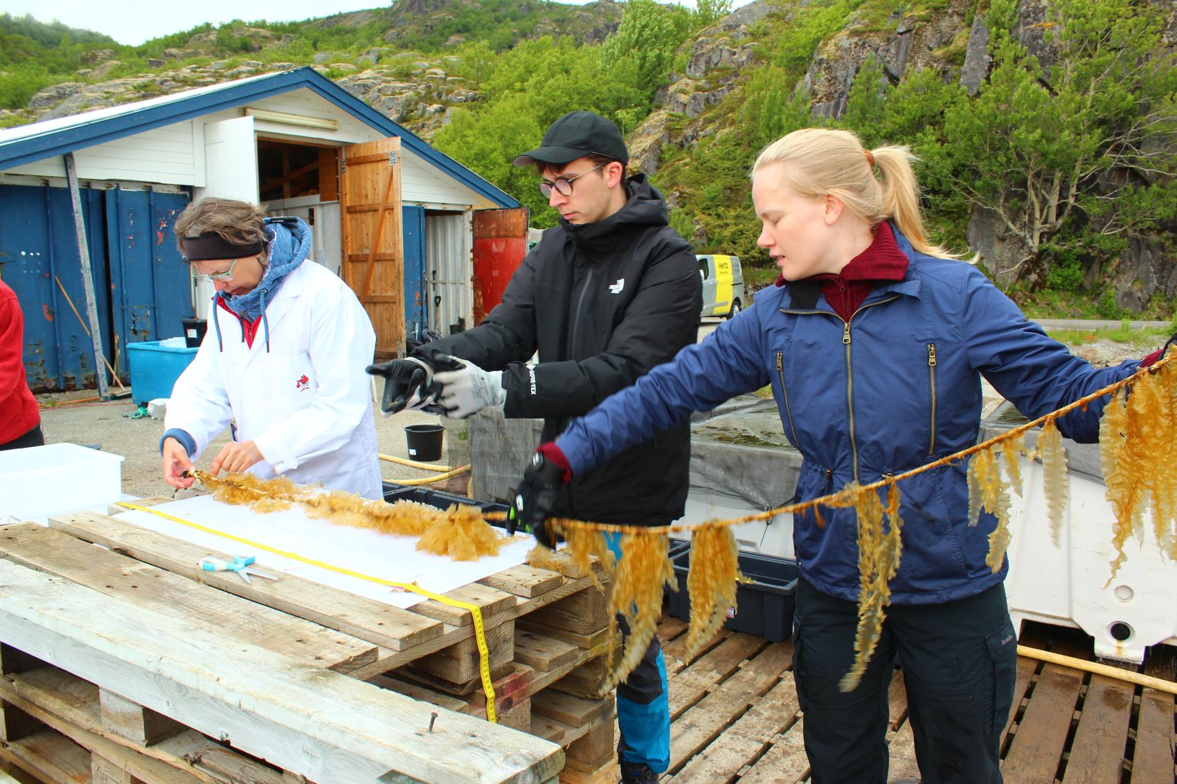 Tre personer i arbeid med tang fra havet